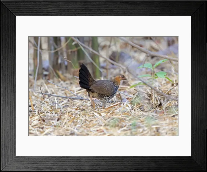 Framed Print : Picture No. 11050840 Framed Print : Picture No. 11050840
