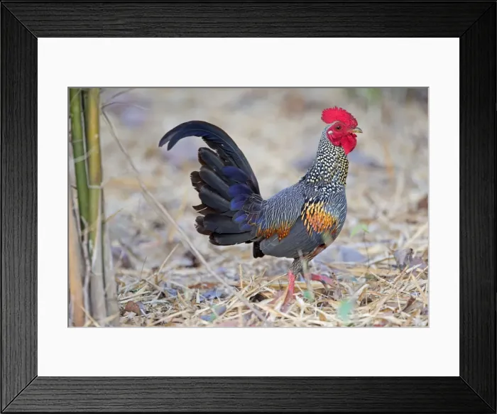 Framed Print : Picture No. 11050841 Framed Print : Picture No. 11050841