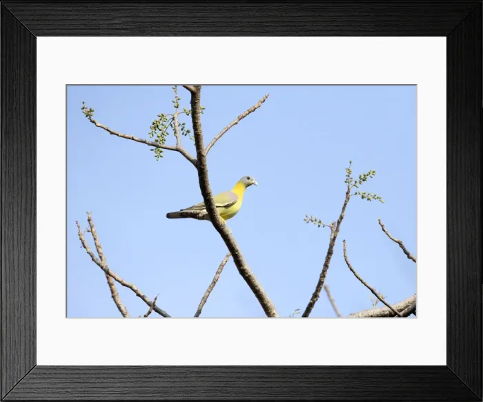 Framed Print : Picture No. 11050842 Framed Print : Picture No. 11050842
