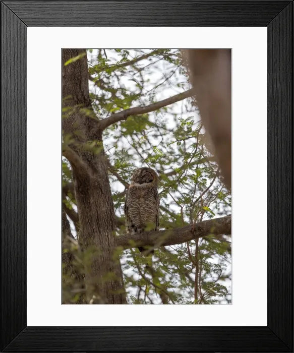 Framed Print : Picture No. 11050843 Framed Print : Picture No. 11050843