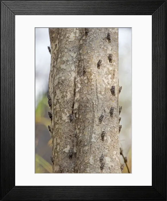 Framed Print : Picture No. 11050844 Framed Print : Picture No. 11050844