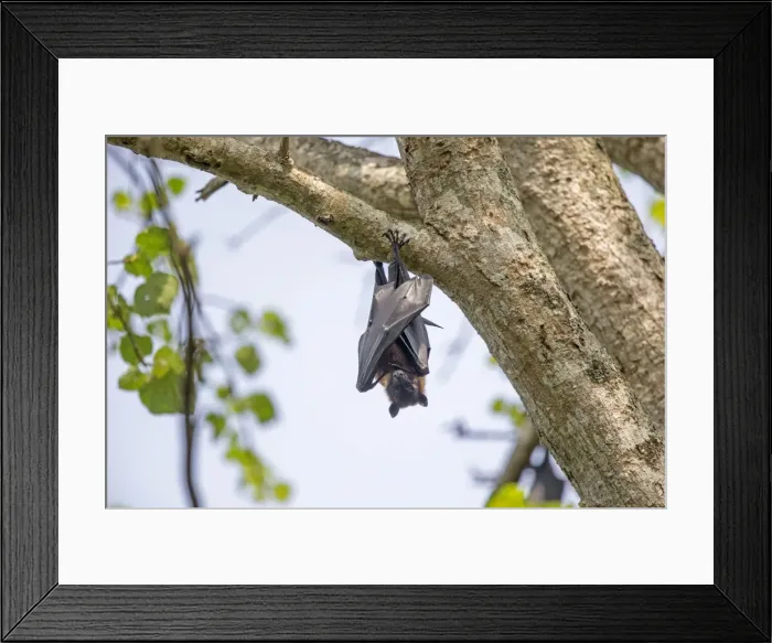 Framed Print : Picture No. 11050847 Framed Print : Picture No. 11050847