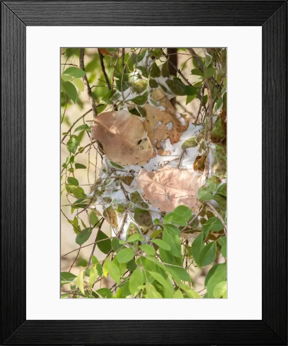 Framed Print : Picture No. 11050856 Framed Print : Picture No. 11050856