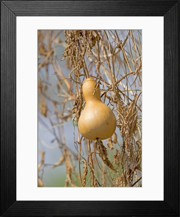 Framed Print : Picture No. 11050857 Framed Print : Picture No. 11050857