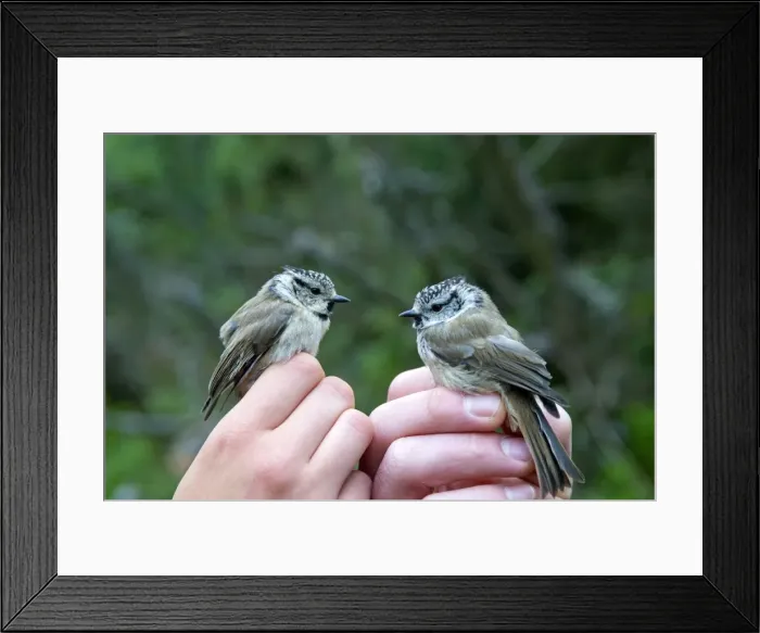 Framed Print : Picture No. 11050858 Framed Print : Picture No. 11050858