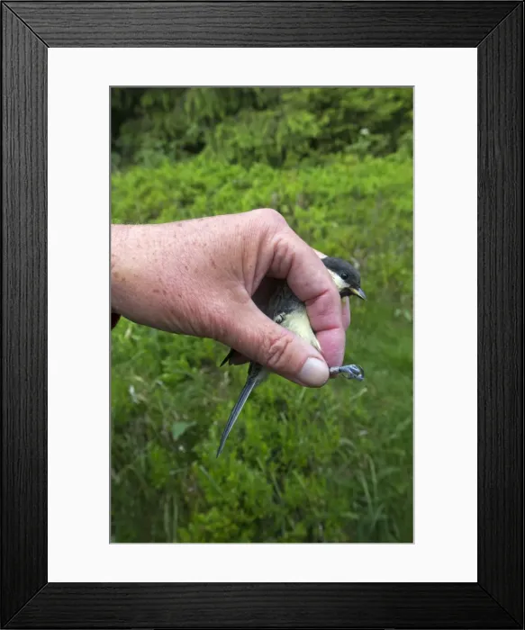 Framed Print : Picture No. 11050859 Framed Print : Picture No. 11050859