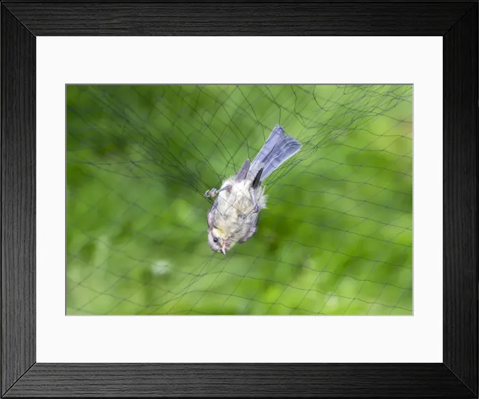 Framed Print : Picture No. 11050860 Framed Print : Picture No. 11050860
