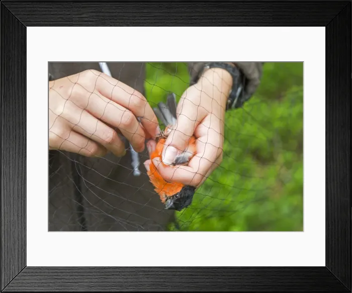 Framed Print : Picture No. 11050862 Framed Print : Picture No. 11050862