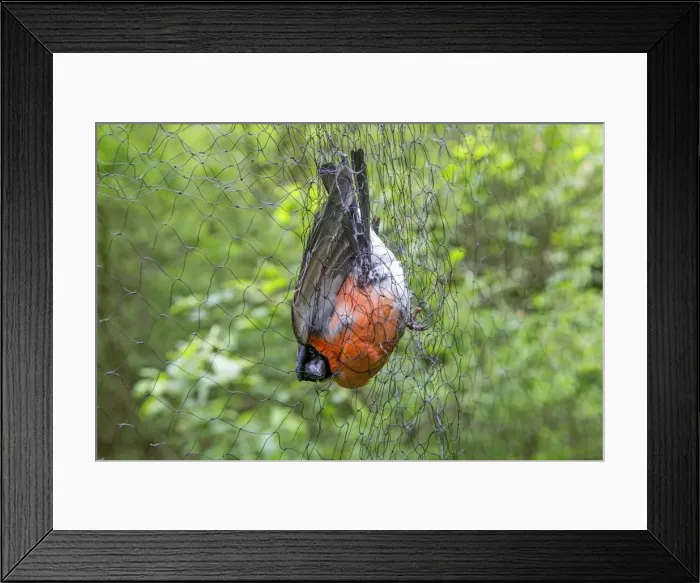 Framed Print : Picture No. 11050863 Framed Print : Picture No. 11050863