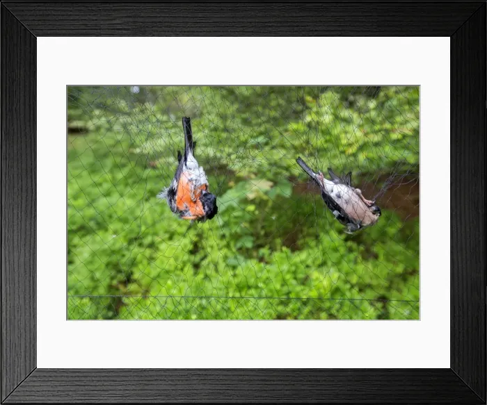Framed Print : Picture No. 11050864 Framed Print : Picture No. 11050864