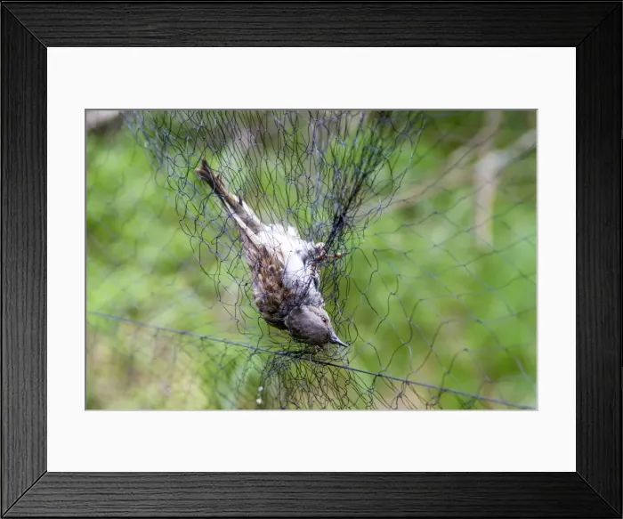 Framed Print : Picture No. 11050865 Framed Print : Picture No. 11050865