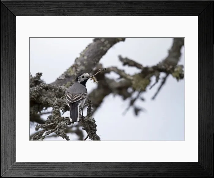 Framed Print : Picture No. 11050869 Framed Print : Picture No. 11050869