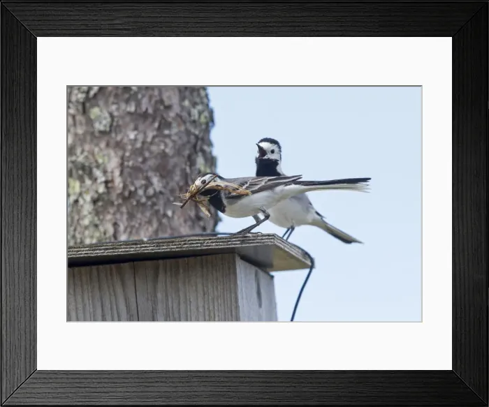 Framed Print : Picture No. 11050870 Framed Print : Picture No. 11050870