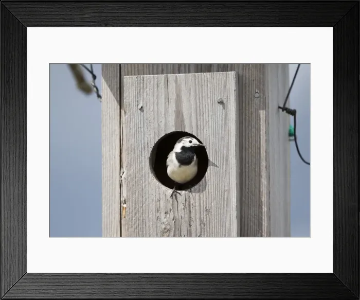 Framed Print : Picture No. 11050868 Framed Print : Picture No. 11050868