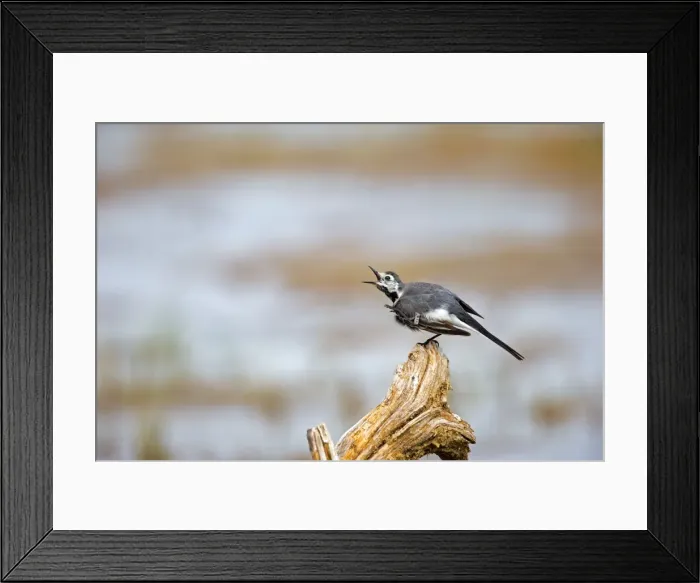 Framed Print : Picture No. 11050872 Framed Print : Picture No. 11050872