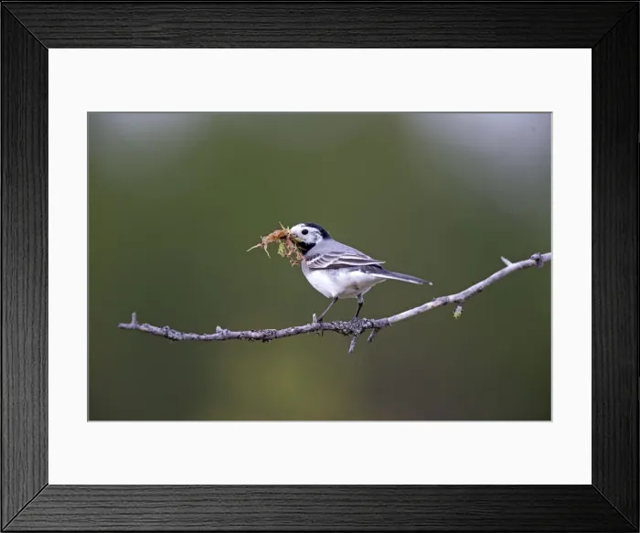 Framed Print : Picture No. 11050871 Framed Print : Picture No. 11050871