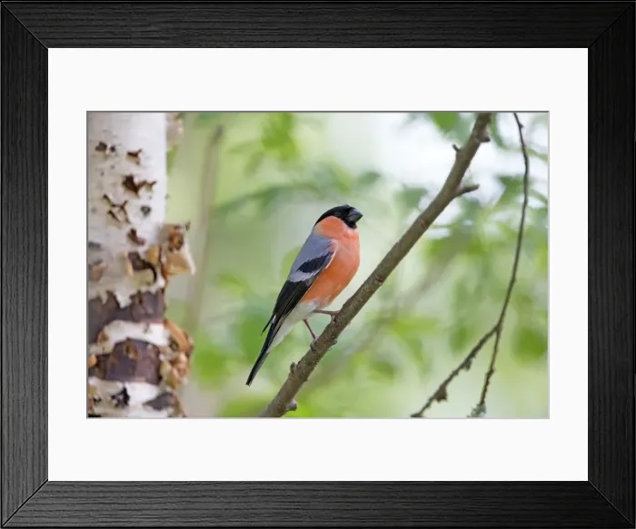 Framed Print : Picture No. 11050873 Framed Print : Picture No. 11050873