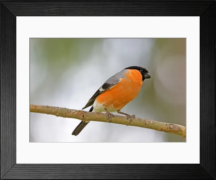 Framed Print : Picture No. 11050874 Framed Print : Picture No. 11050874