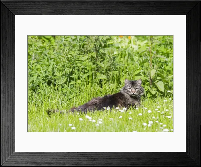 Framed Print : Picture No. 11050875 Framed Print : Picture No. 11050875