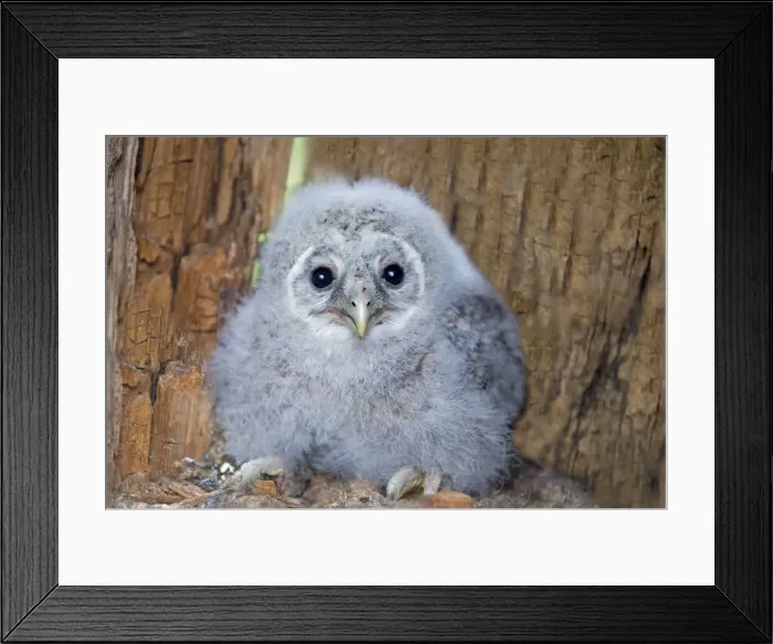 Framed Print : Picture No. 11050876 Framed Print : Picture No. 11050876