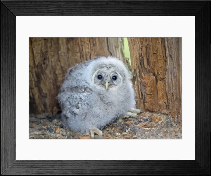 Framed Print : Picture No. 11050877 Framed Print : Picture No. 11050877
