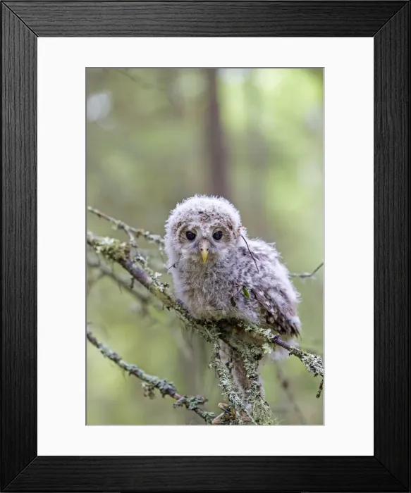Framed Print : Picture No. 11050878 Framed Print : Picture No. 11050878