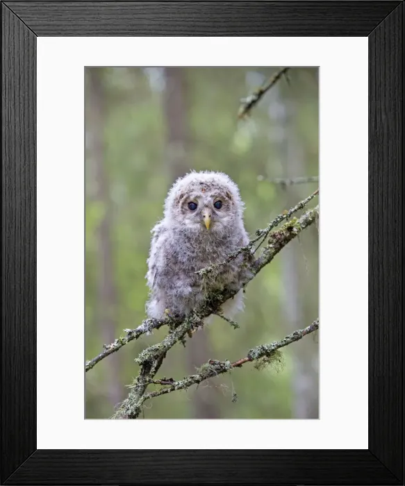 Framed Print : Picture No. 11050879 Framed Print : Picture No. 11050879