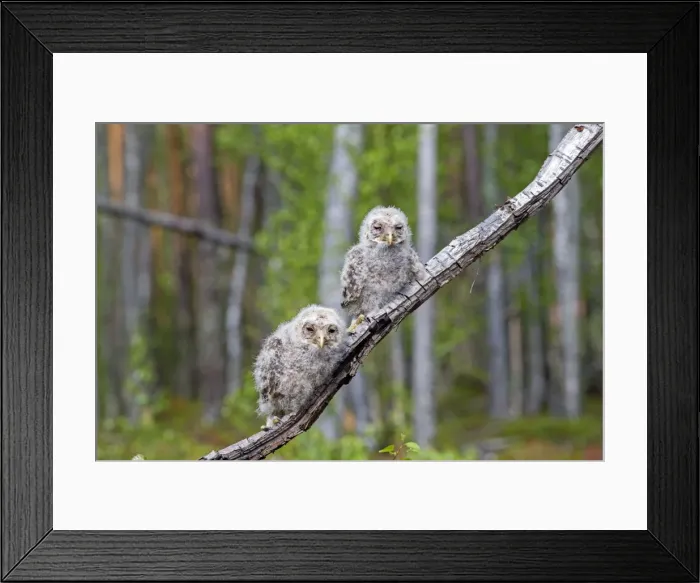 Framed Print : Picture No. 11050880 Framed Print : Picture No. 11050880