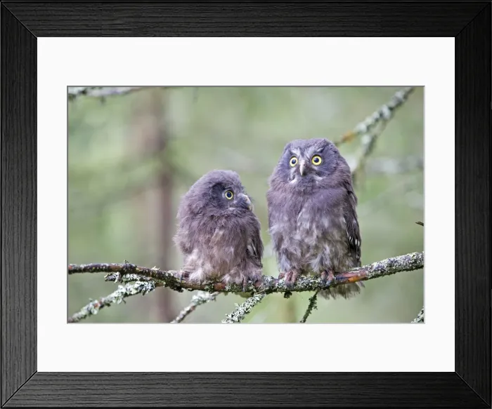 Framed Print : Picture No. 11050881 Framed Print : Picture No. 11050881