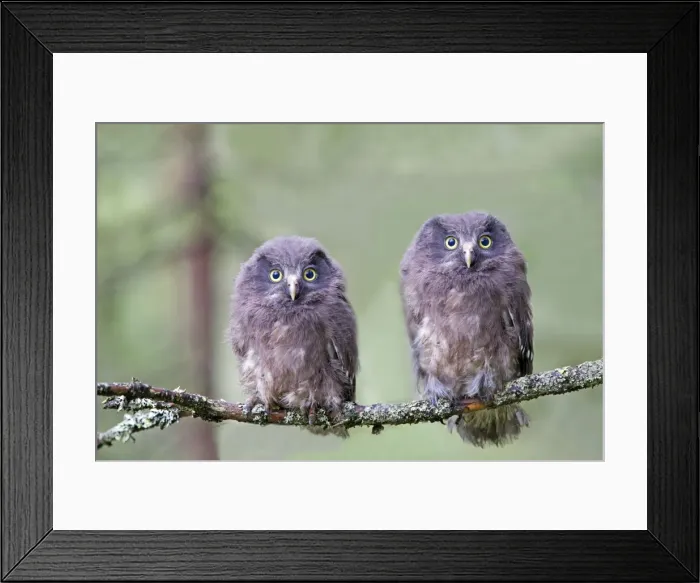 Framed Print : Picture No. 11050882 Framed Print : Picture No. 11050882