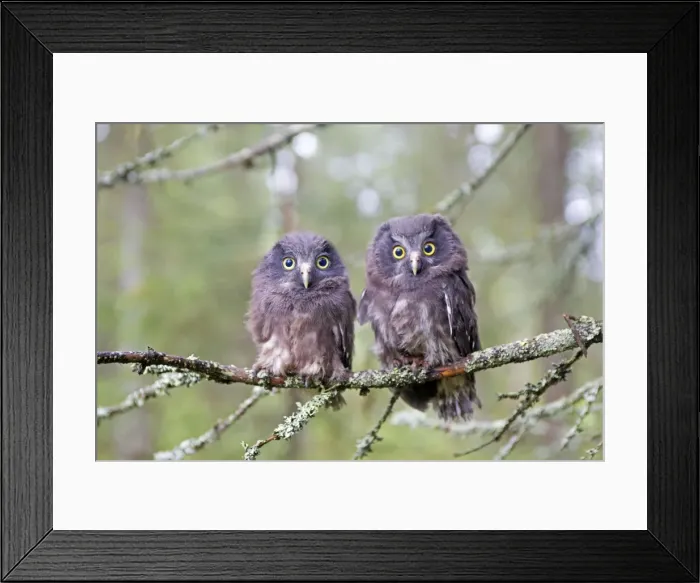 Framed Print : Picture No. 11050883 Framed Print : Picture No. 11050883