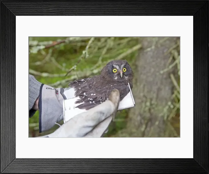 Framed Print : Picture No. 11050886 Framed Print : Picture No. 11050886