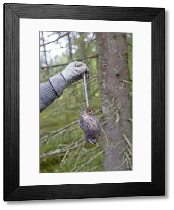 Framed Print : Picture No. 11050887 Framed Print : Picture No. 11050887