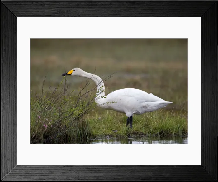 Framed Print : Picture No. 11050888 Framed Print : Picture No. 11050888