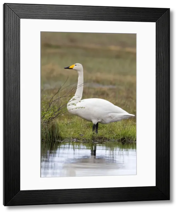 Framed Print : Picture No. 11050889 Framed Print : Picture No. 11050889