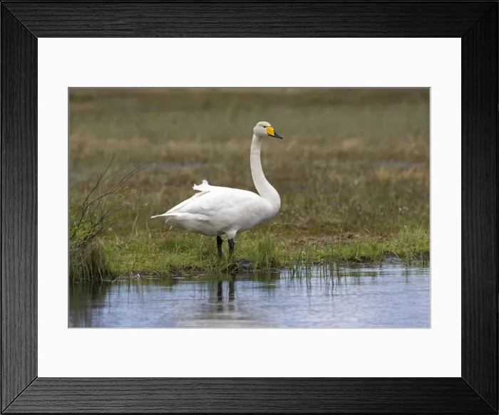 Framed Print : Picture No. 11050890