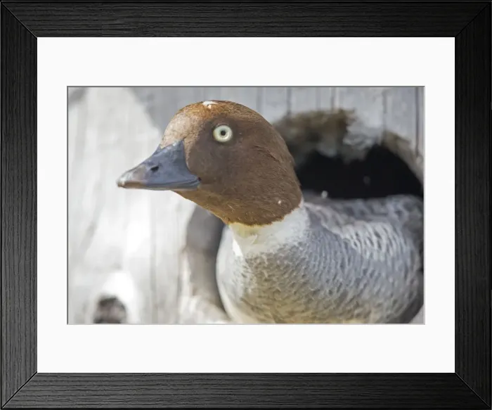 Framed Print : Picture No. 11050895 Framed Print : Picture No. 11050895