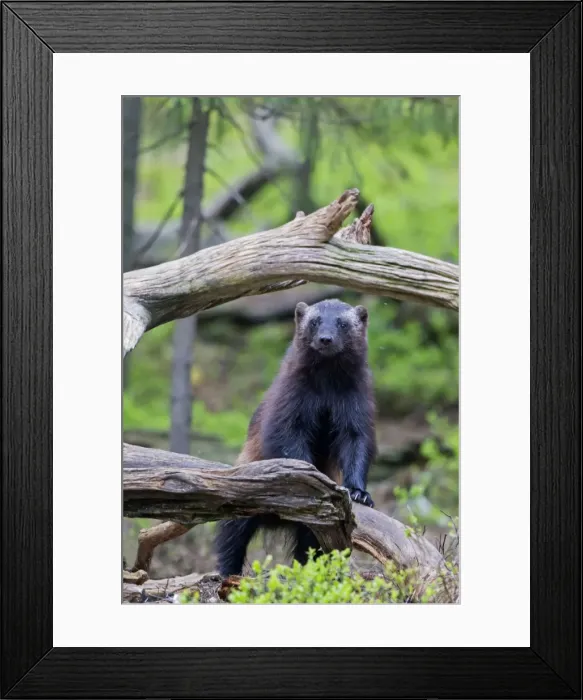 Framed Print : Picture No. 11050896 Framed Print : Picture No. 11050896
