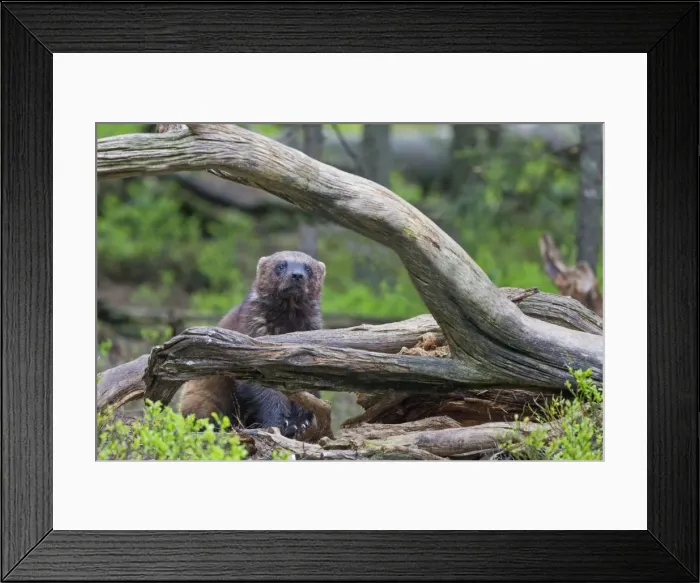 Framed Print : Picture No. 11050897 Framed Print : Picture No. 11050897