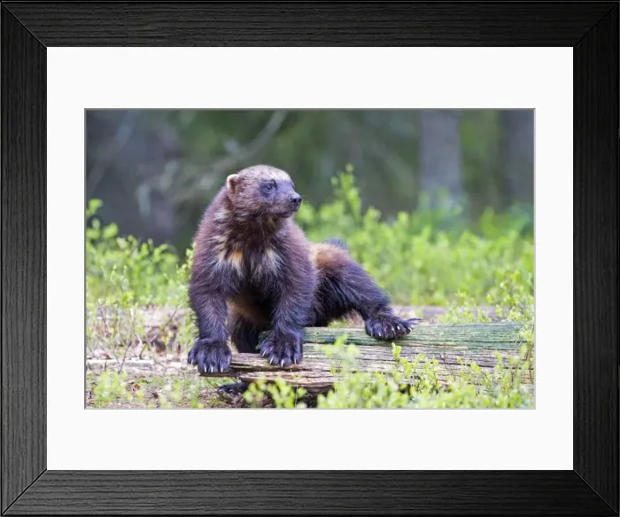 Framed Print : Picture No. 11050898 Framed Print : Picture No. 11050898