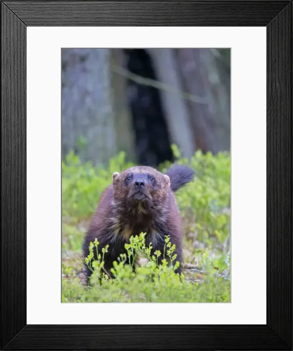 Framed Print : Picture No. 11050899 Framed Print : Picture No. 11050899