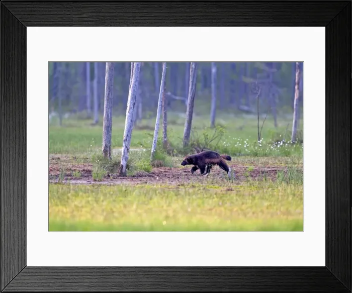Framed Print : Picture No. 11050900 Framed Print : Picture No. 11050900