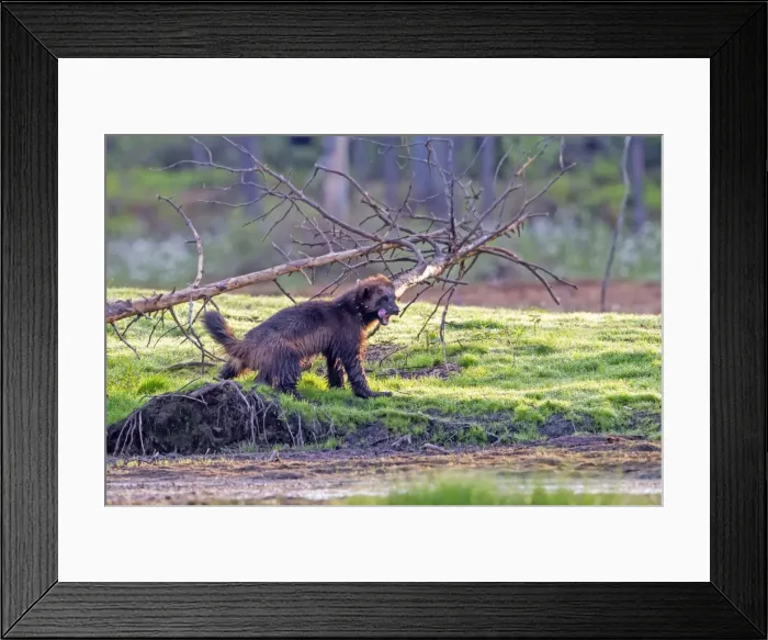 Framed Print : Picture No. 11050901 Framed Print : Picture No. 11050901