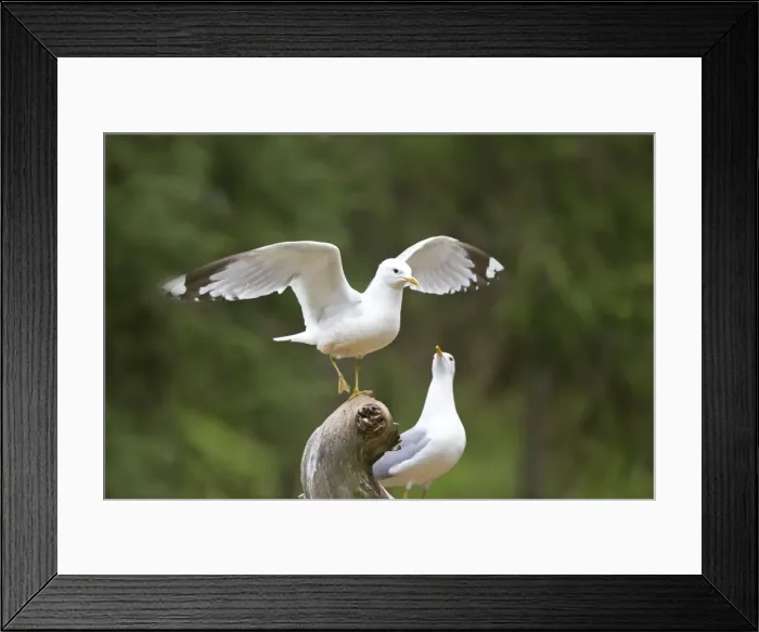 Framed Print : Picture No. 11050902 Framed Print : Picture No. 11050902