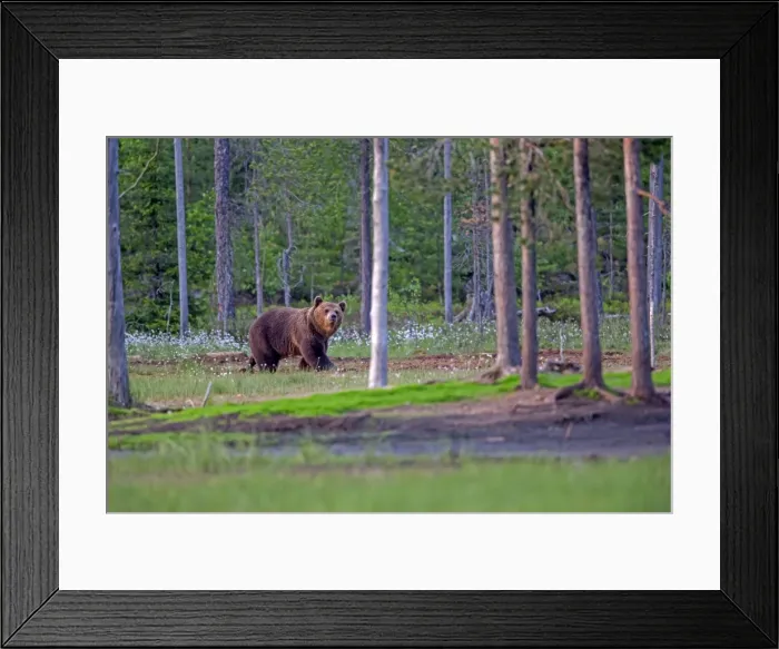 Framed Print : Picture No. 11050903 Framed Print : Picture No. 11050903