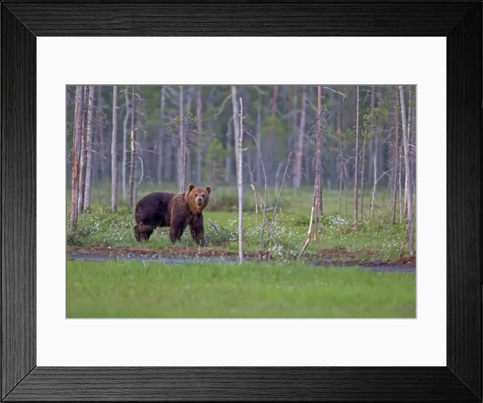 Framed Print : Picture No. 11050904 Framed Print : Picture No. 11050904