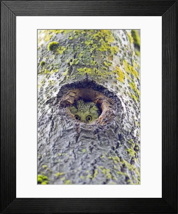 Framed Print : Picture No. 11050906 Framed Print : Picture No. 11050906