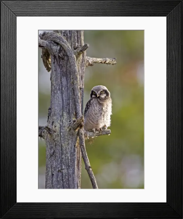 Framed Print : Picture No. 11050907