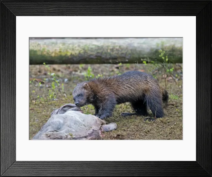 Framed Print : Picture No. 11050908