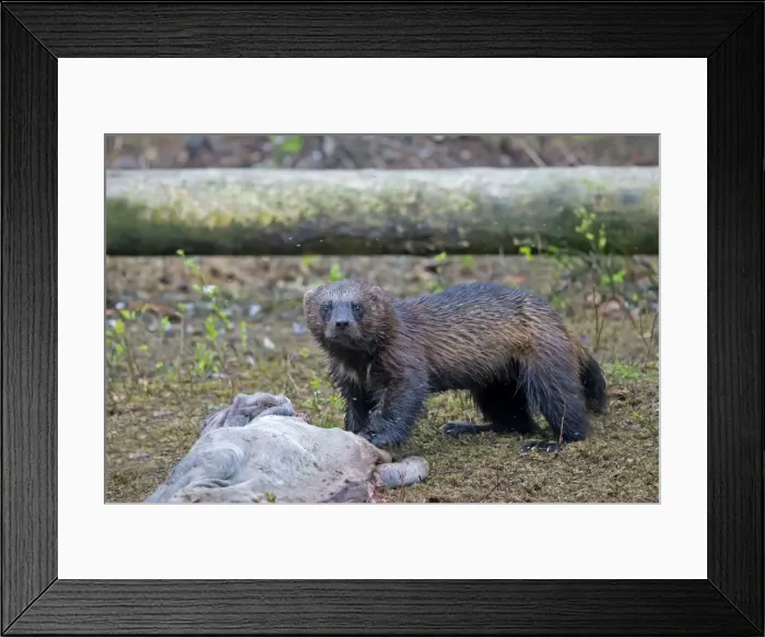 Framed Print : Picture No. 11050909 Framed Print : Picture No. 11050909